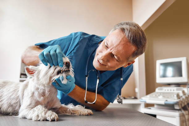 Best Same-Day Emergency Dental Services in Heyville, AL